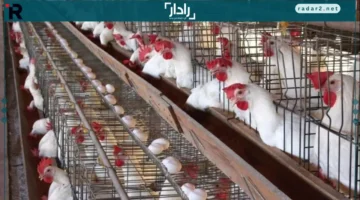 بورصة الدواجن.. تغيرات مفاجئة في أسعار الفراخ البيضاء الأربعاء 17 ديسمبر 2025